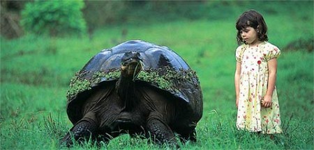 rùa khổng lồ trên quần đảo Galapagos, Ecuador, nam Mỹ